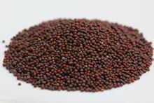 Picture of MUSTARD 500gm