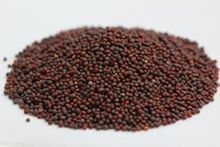 Picture of MUSTARD 200gm